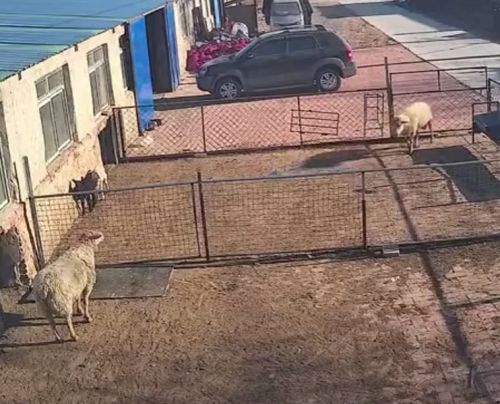 Две овцы начинают бодаться, но одна из них ловко обманывает другую