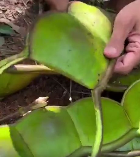 Если вдруг вы в джунглях