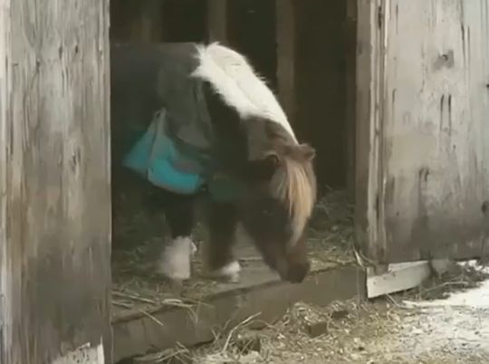 Пони готовится к одному из главных прыжков в жизни