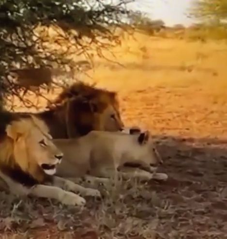 Пумба вкрай оборзел)