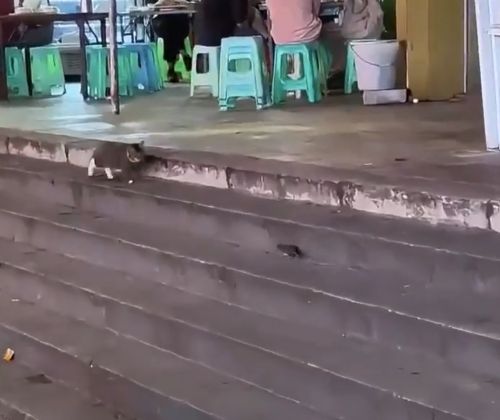 Программное обеспечение хищника дало сбой