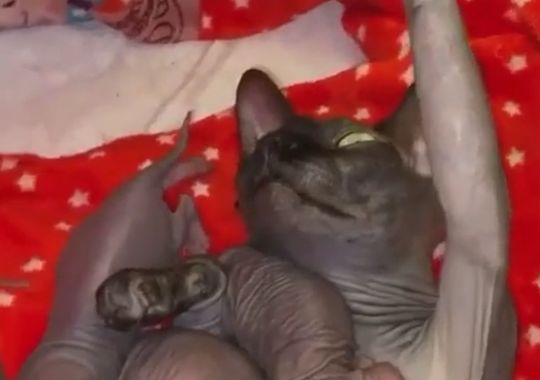 Инопланетяне⁠⁠