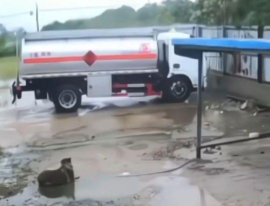 Бедная животинка. Ну хоть обошлось