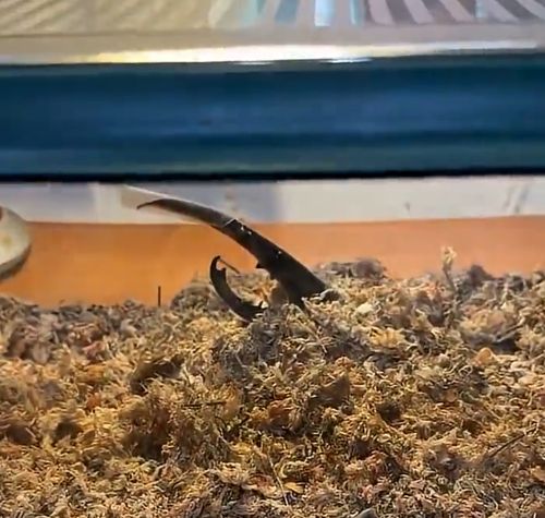 Кошечки... Собачки... Вот нормальный домашний питомец!