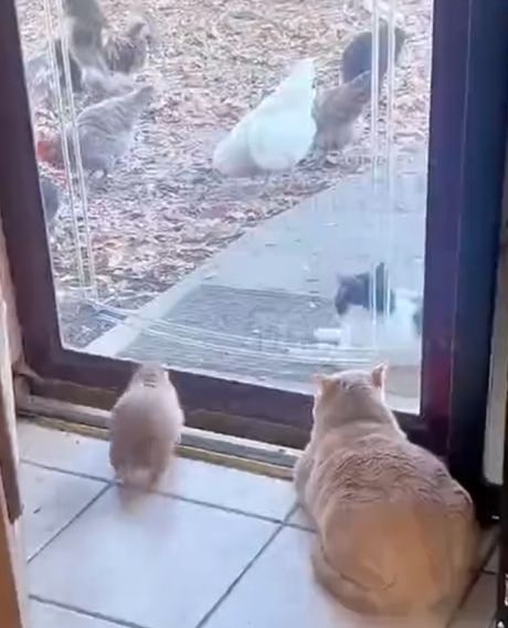 Будни луговых собачек