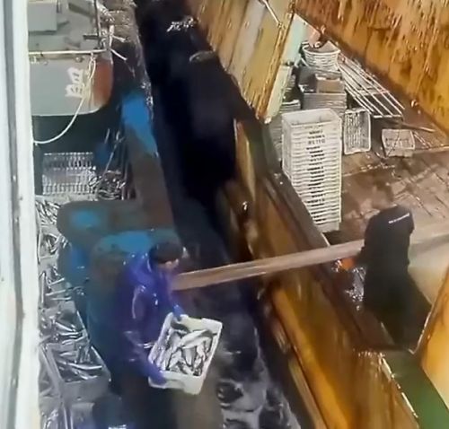 Перегрузка рыбы в открытом море⁠⁠