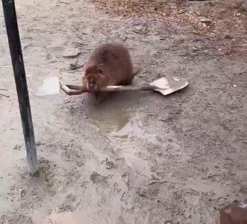 Плотину погнал строить