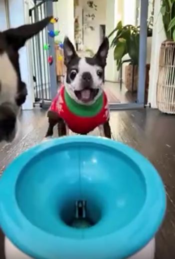 Я тебя поймаю!