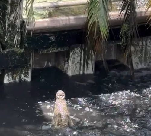 Прыгучие нильские крокодилы⁠⁠