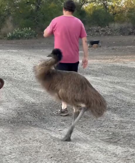 Эму - суетолог из семейства птиц