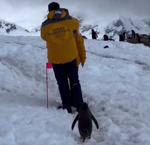 Пингвин терпеливо ждет, пока люди уступят дорогу⁠⁠