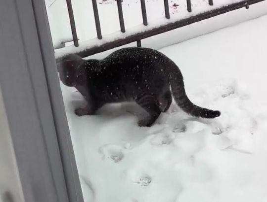 Его первый снег