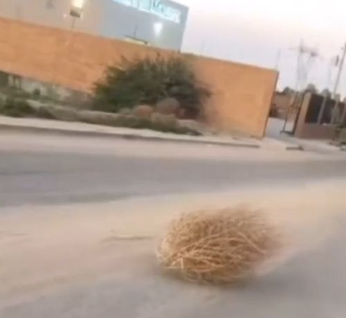 Выкинули прошлогоднюю ёлку)