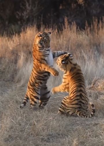 Чьё кунфу сильнее?