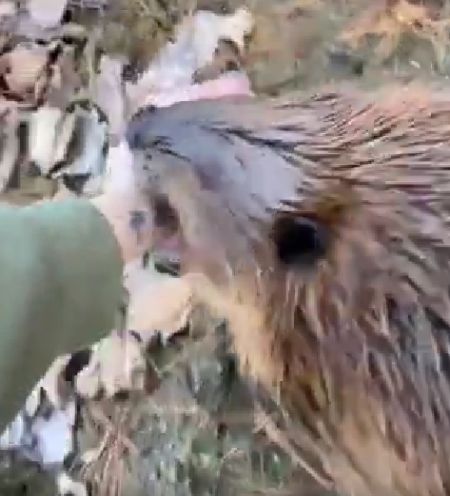 Женщина подружилась с бобром