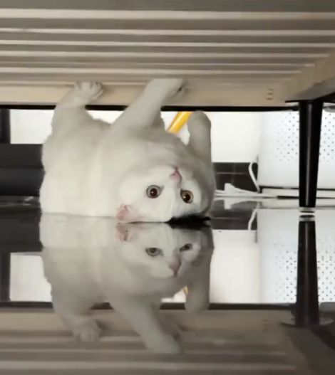 Кот попал в зазеркалье