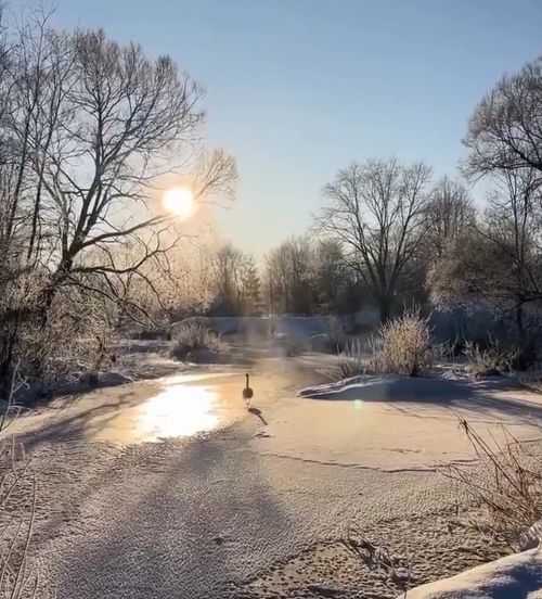 Забрали лебедя на зимовку