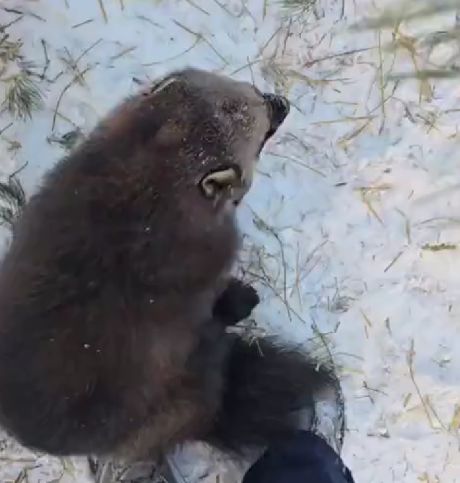 Ласковая зверушка