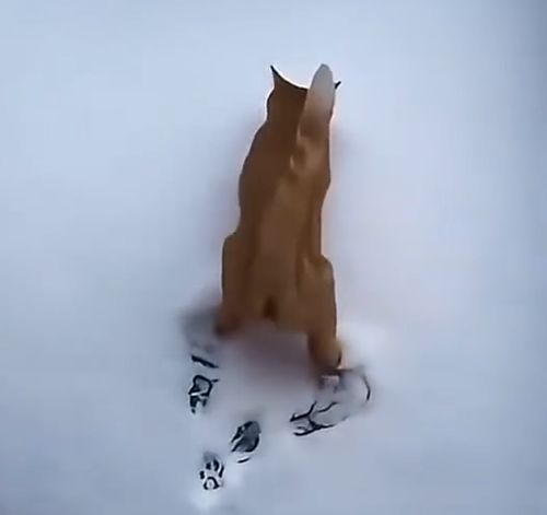 Котэ со снежком⁠⁠