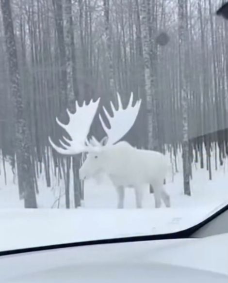 В Канаде засняли в лесу редчайшего белого лося