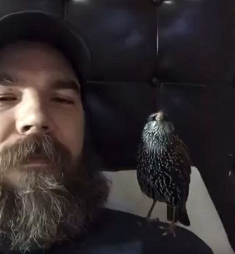 Скворец⁠⁠