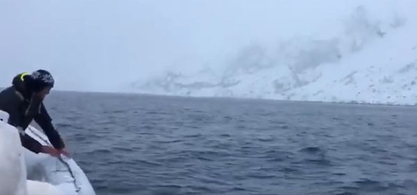 Белуха играет с мячом для регби⁠⁠