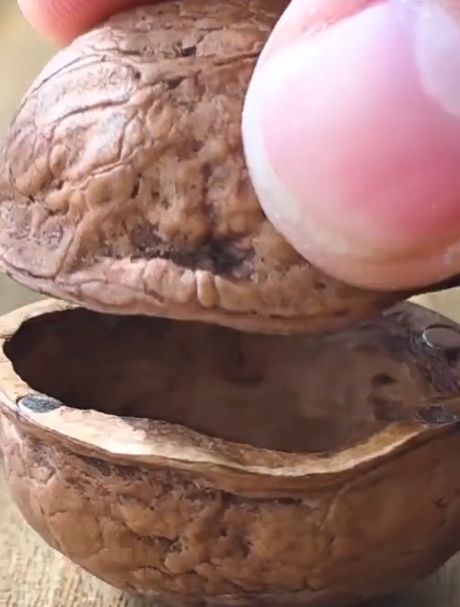 Уволенный црушник устроился на ореховую фабрику