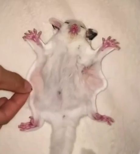 Сахарная белка летяга