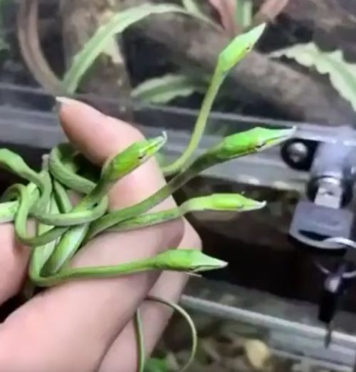 Виноградные змеи