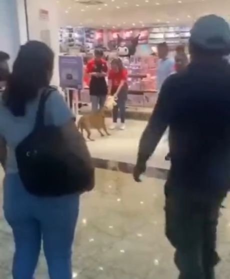 Порадовали пёсика