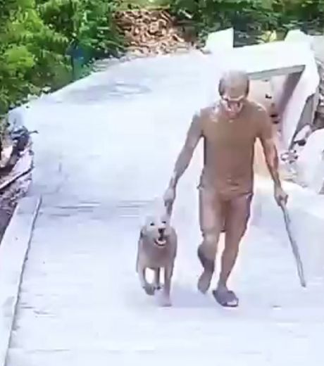 На прогулке с собаками