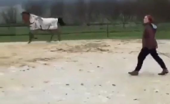 Йа лошадко⁠⁠