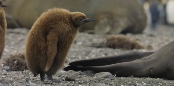 Морской слон предупреждает птенцов королевского пингвина, чтобы они не приставали к нему⁠⁠