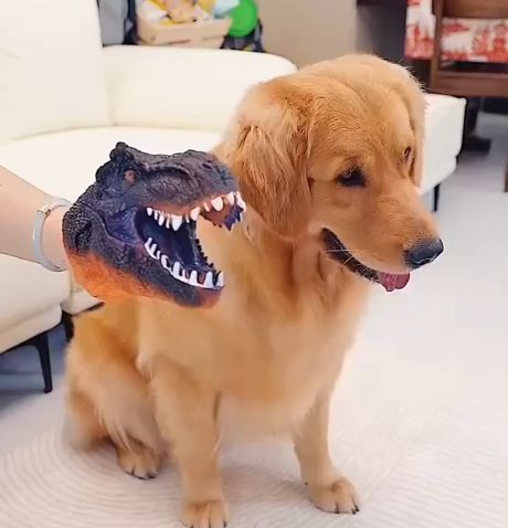 Как убедить собаку принять лекарства⁠⁠