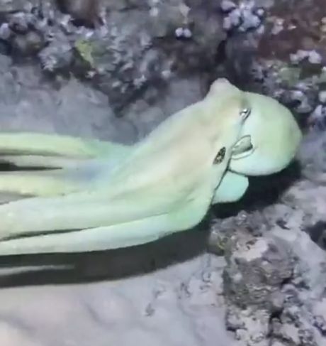 Мастер маскировки