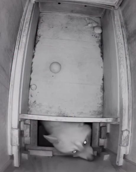 Сладко спит)