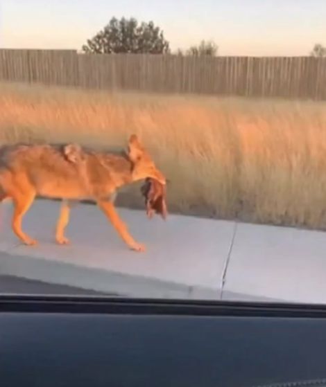 Спугнул дичь