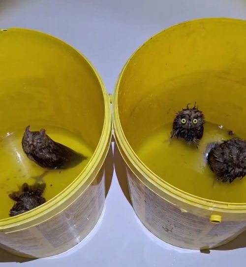 Совята прикольные