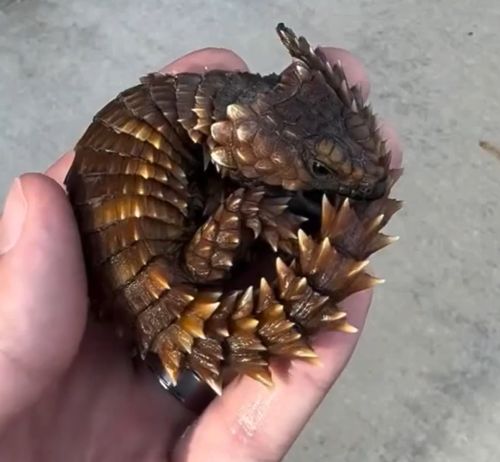 Малый поясохвост⁠⁠