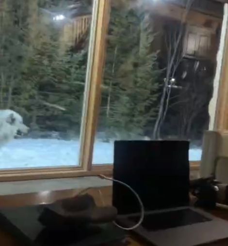 Мужчина проснулся в отеле от воя стаи волков