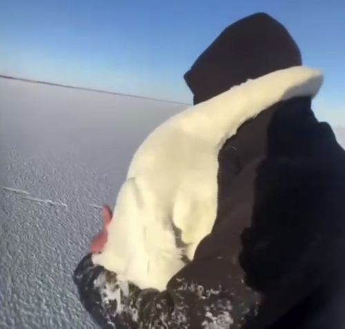 В Казахстане спасли влюблённую пару лебедей от смерти в замёрзшем озере