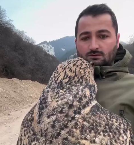 Довели сову!