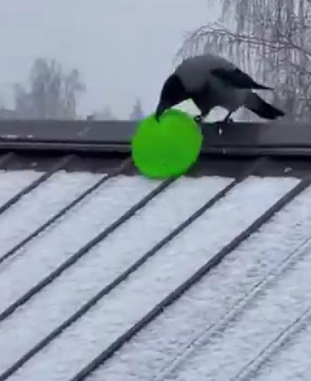 Зима!.. Ворона, торжествуя...