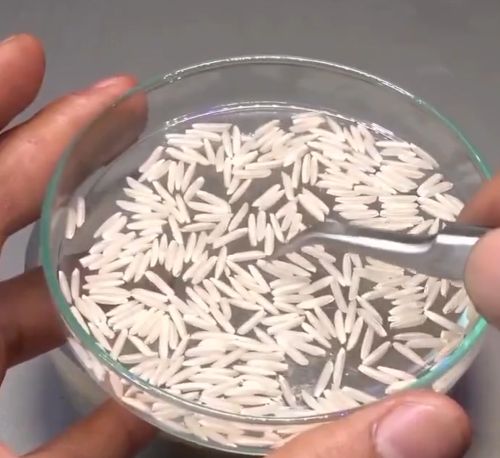 Прорастание рисового зернышка⁠⁠