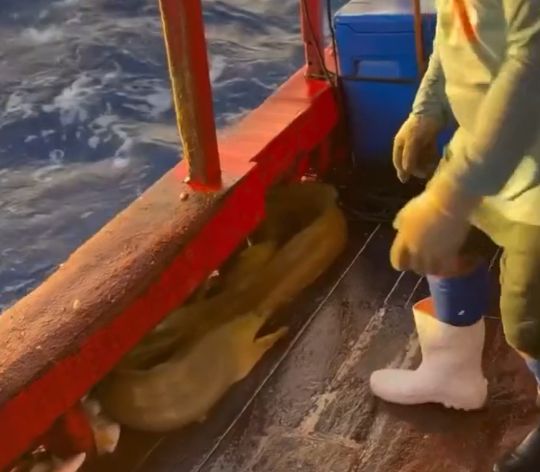 От настырной мурены не так просто избавиться⁠⁠