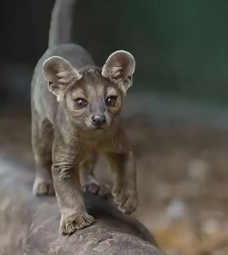 Кошка, мангуст и маленькая пума