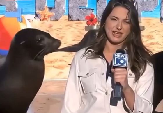 Морские котики смешные