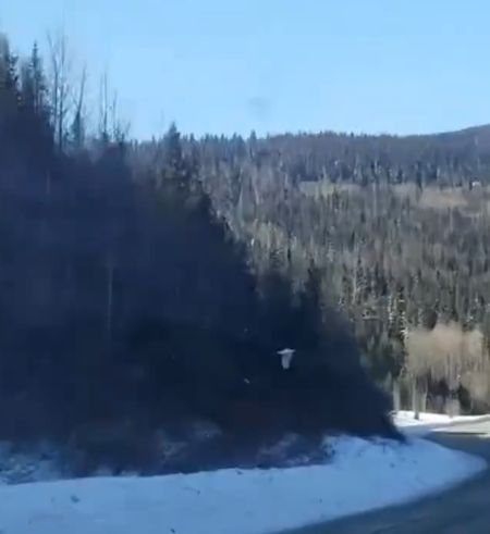 Орёл показывает зайцу зимнюю красоту