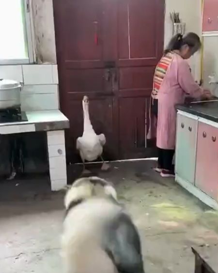 Жили у бабуси....