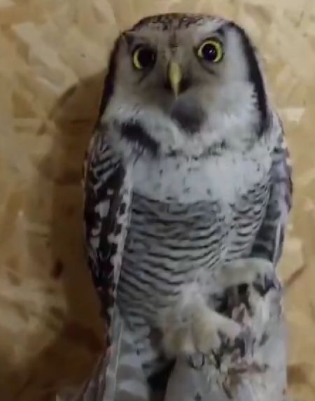 Как кайфует сова